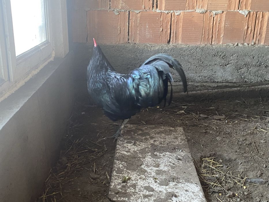 Schimb sau vand pereche gusati