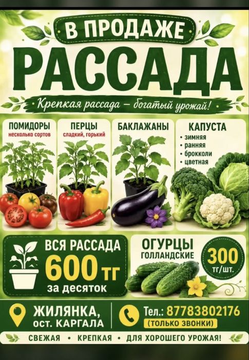 Продам Рассада пикированная
