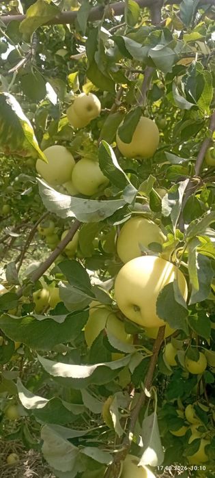 Продам яблоки с сада