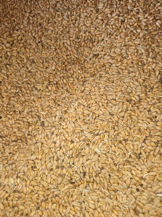 Porumb griu  triticale lucernă de sămânță