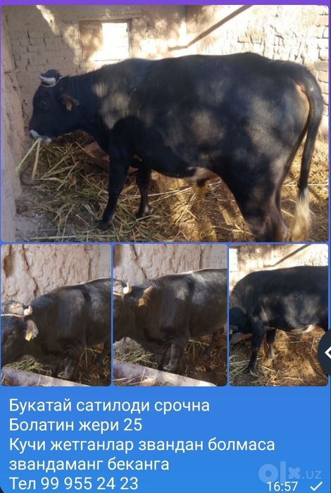 Букатой сатилоди срочна