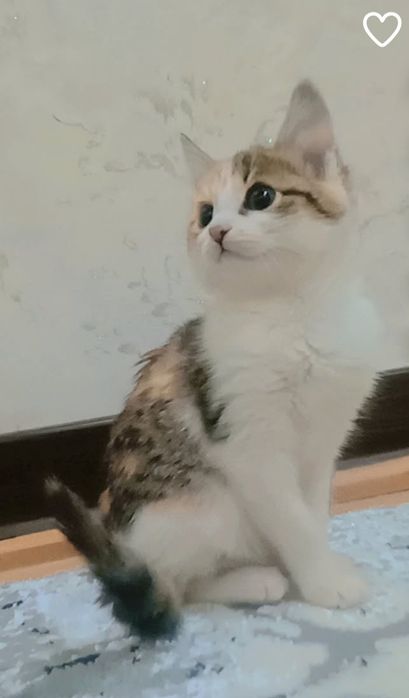 Mushuk sotiladi sutdan chiqqan o'ğil