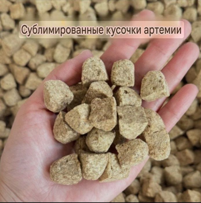 Продаётся Сублимированые Кубик Артемия корм