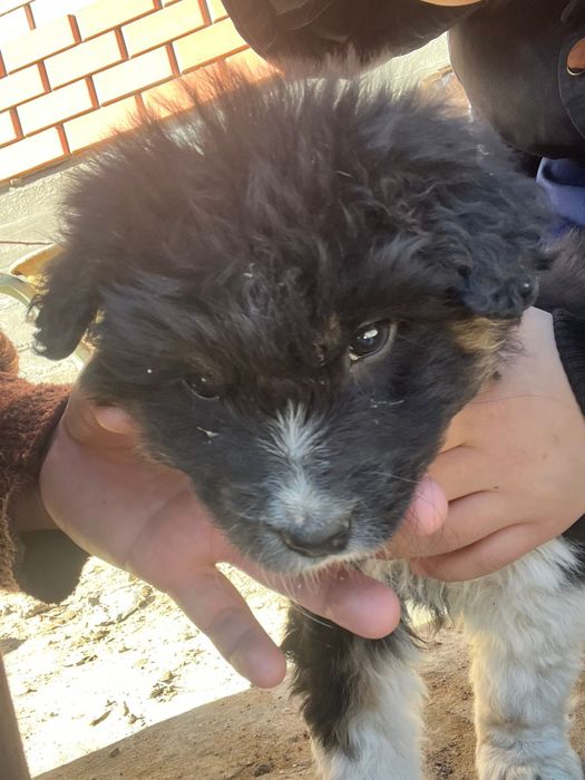 шенок дворняшка тегин