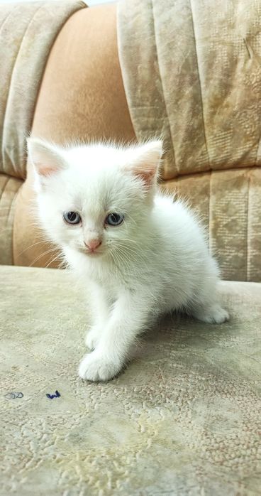 Отдам котят в хорошие руки