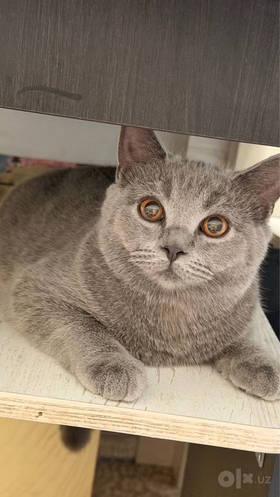 Кошка породистый Британ