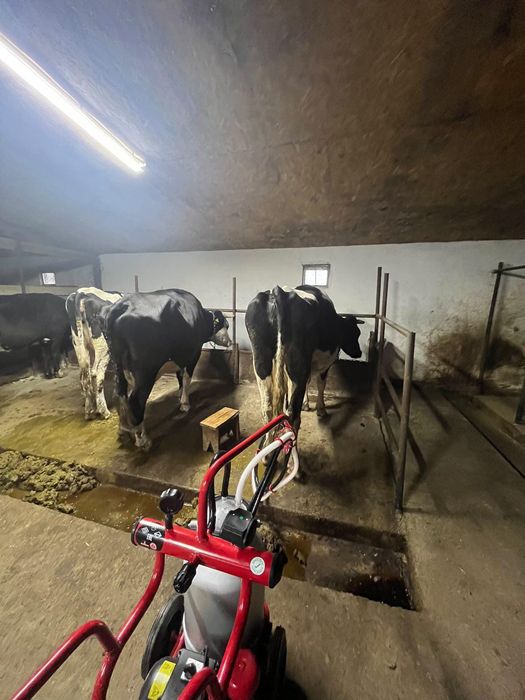 Сиыр сүті—молоко