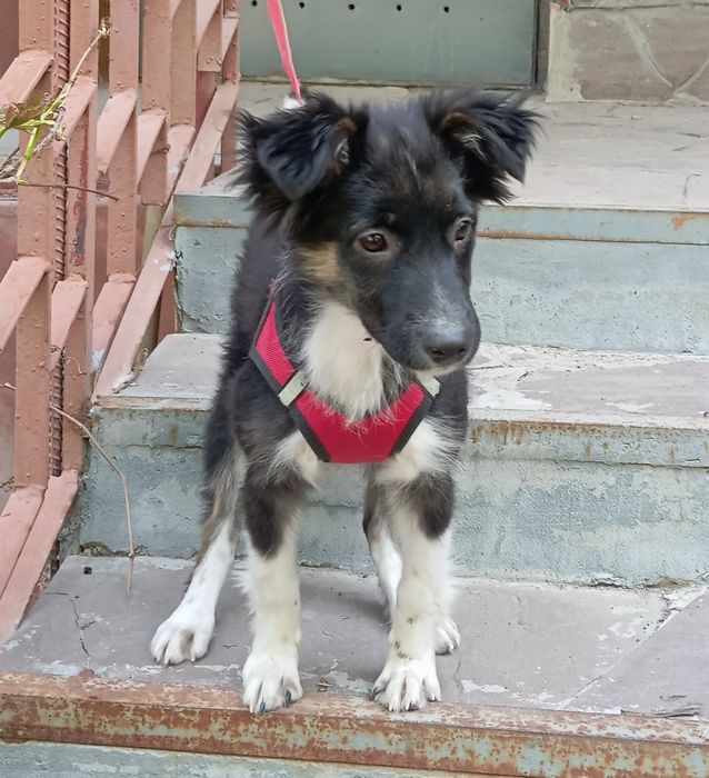 Щенок ищет дом, отдаётся щенок в добрые руки