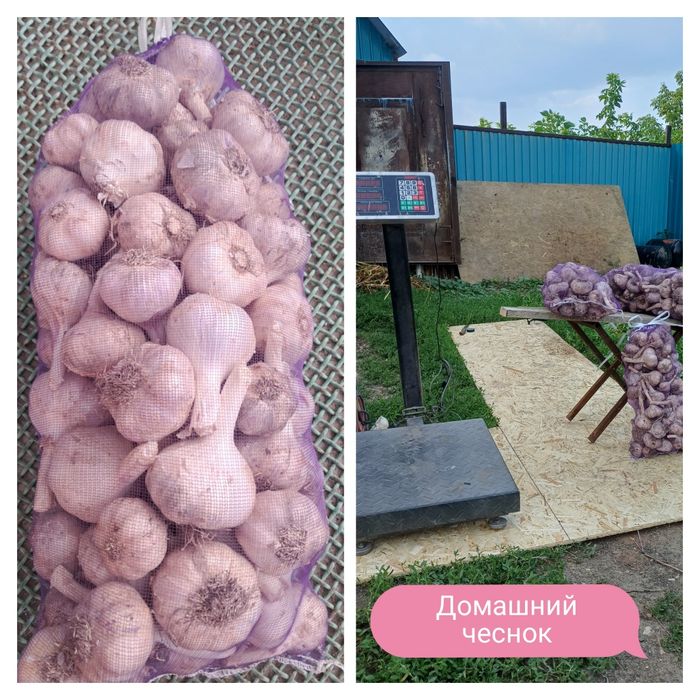 Продам чеснок домашний