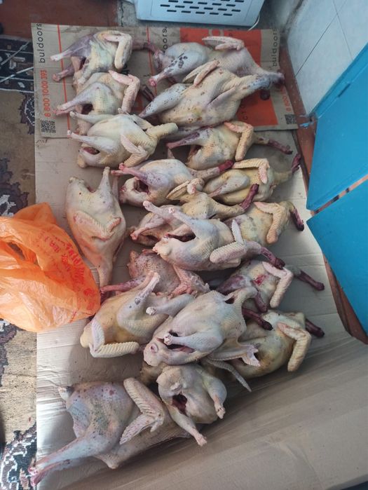 Продаю мясо индейки тушками