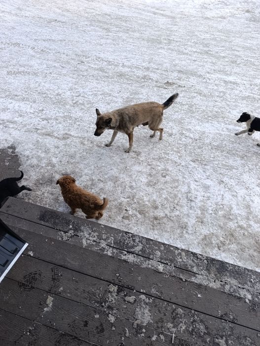 Шенки бесплатно.