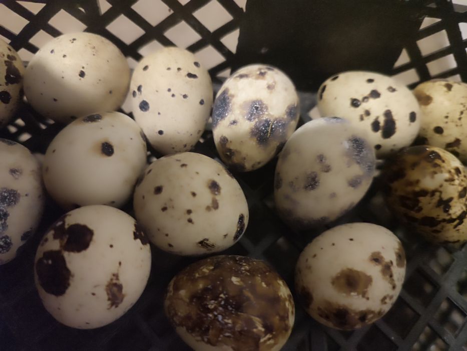 перепелиные и куриные яйца