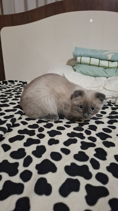 Продам сиамскую вислоушку