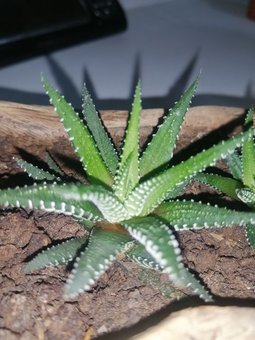 Продам сикуленты