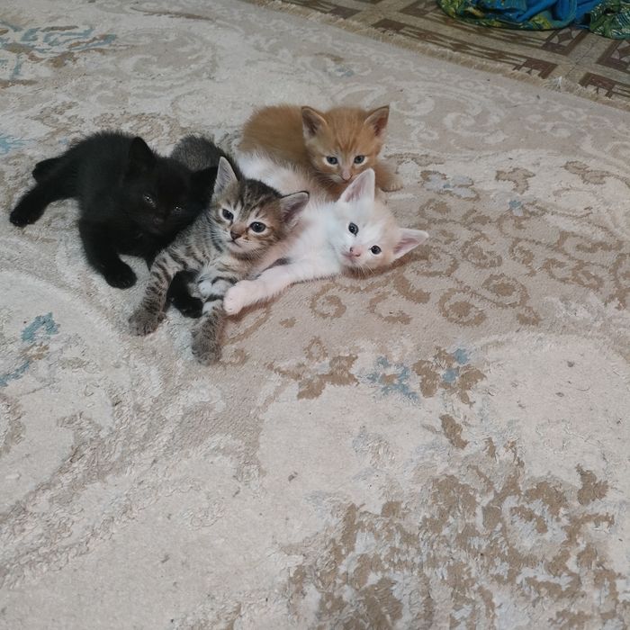 Отдам котят в добрые руки.