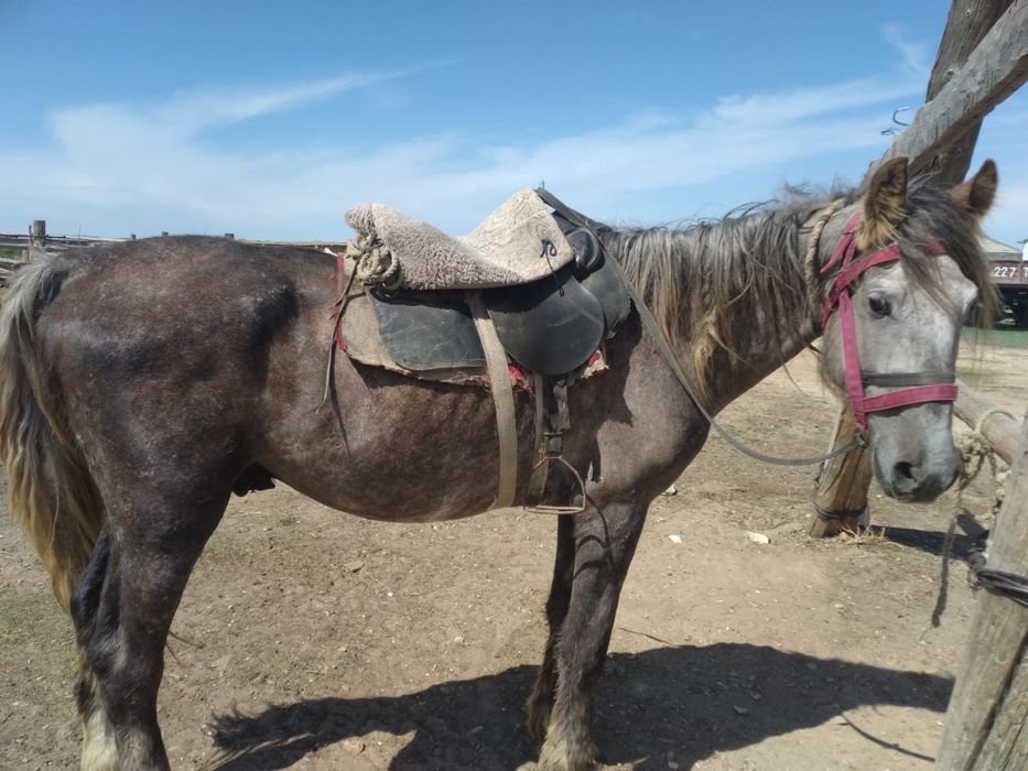 Конь жеребец приученный к езде