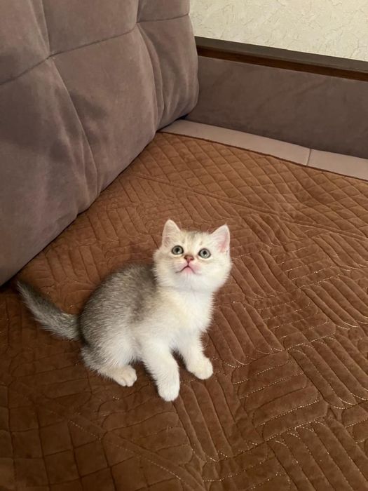 Котенок Скоттиш-Страйт