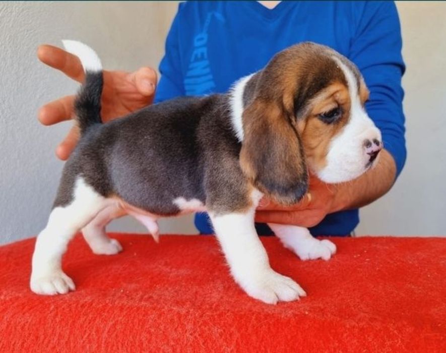 Beagle pui tricolor Otopeni • OLX.ro