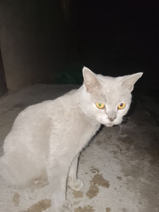 Кошка пародистая