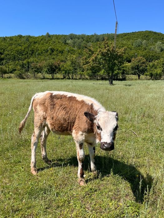 Vaci cu vitei langa ele de vanzare