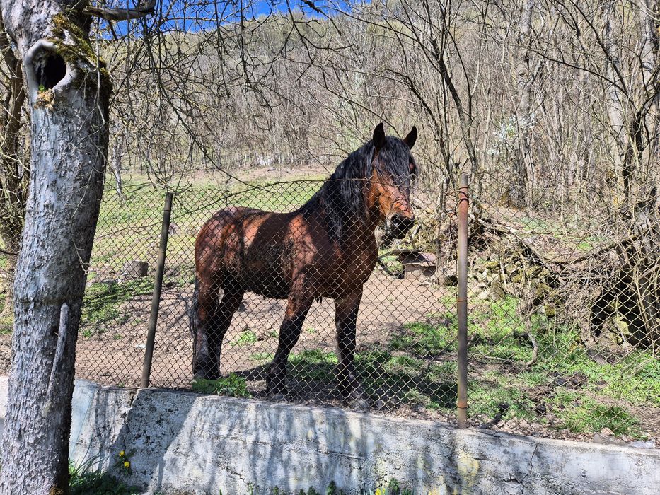 Vând armasar de 4 ani greu