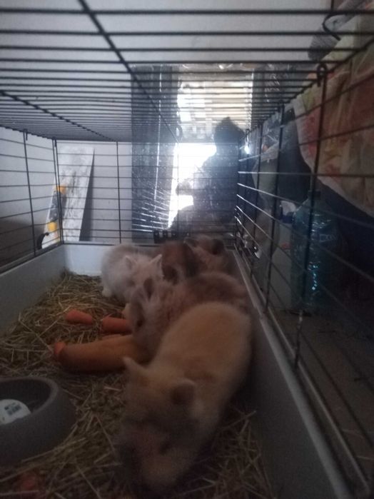 Iepurași cap de leu