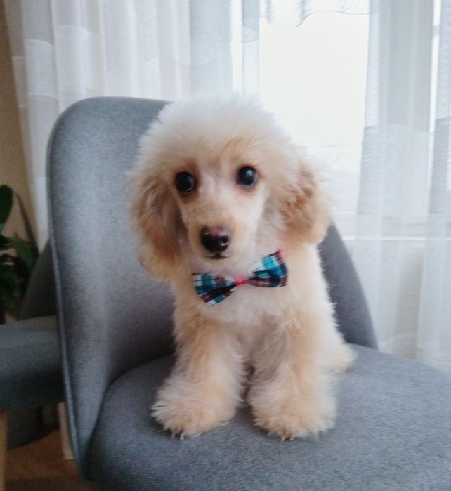 Путел той/poodle toy
