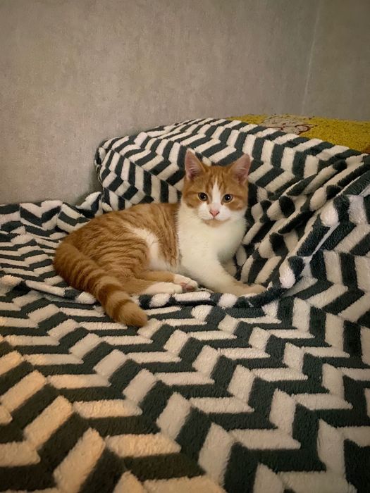 Котики ищут себе дом
