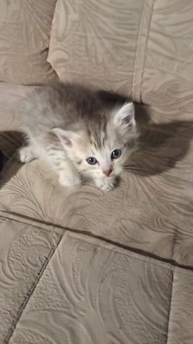 Отдам котят даром
