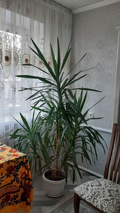 Пальма Юкка 10-летняя