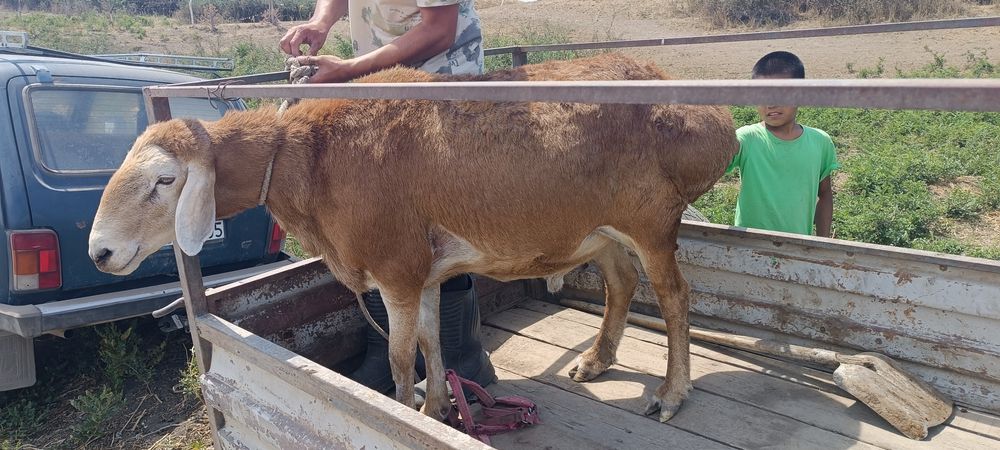 Ассалаумағалейкум қошқар сатылады