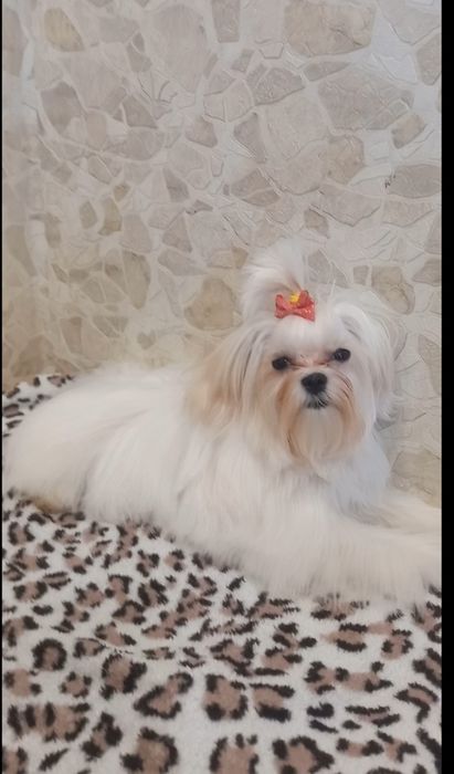 Предлагаются  щенки мальтезе