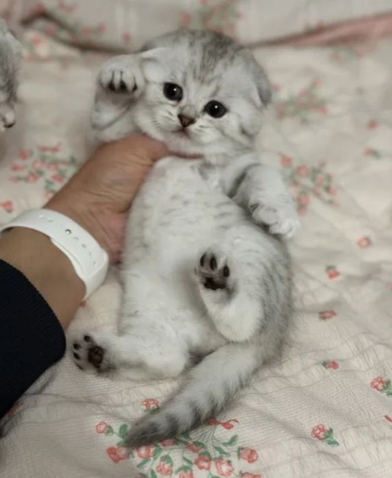 Продаются котята шиншиллы