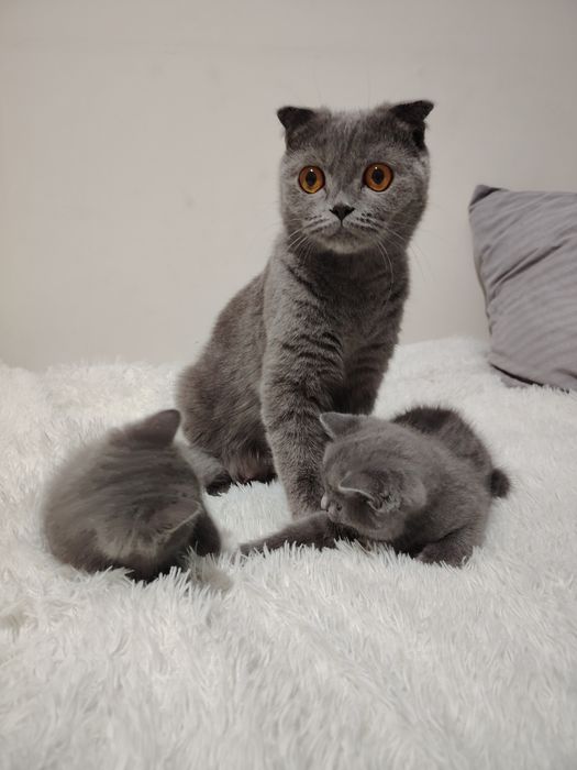 Шотландские котята