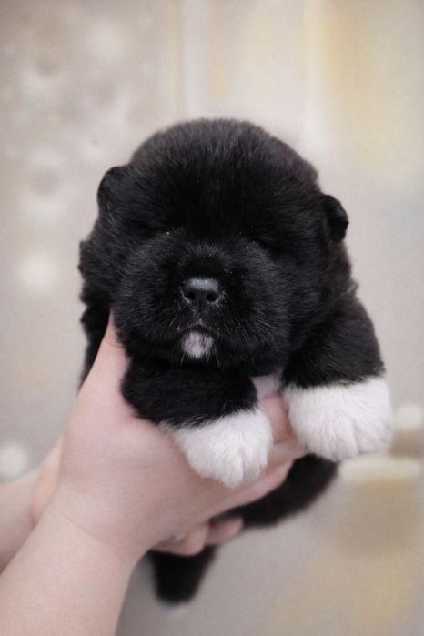 Продается щенок Американской акиты