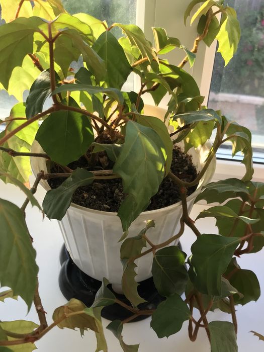 Продам Комнатные цветы