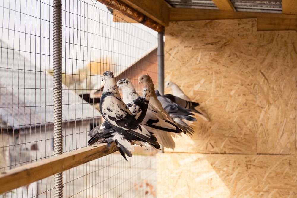 Голуби молодежь игровые гребуны