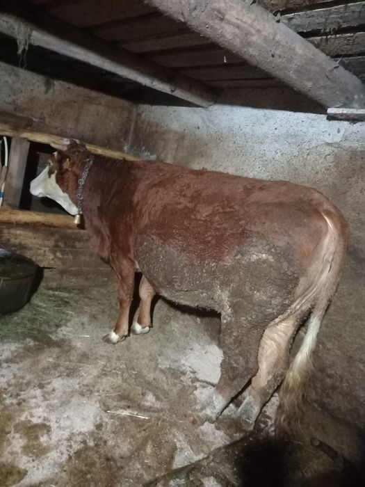 Vacă gestantă de 9 luni