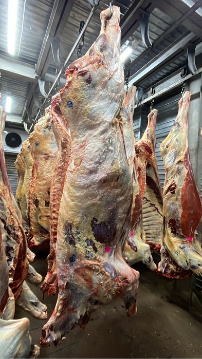 Продам мясо говядина