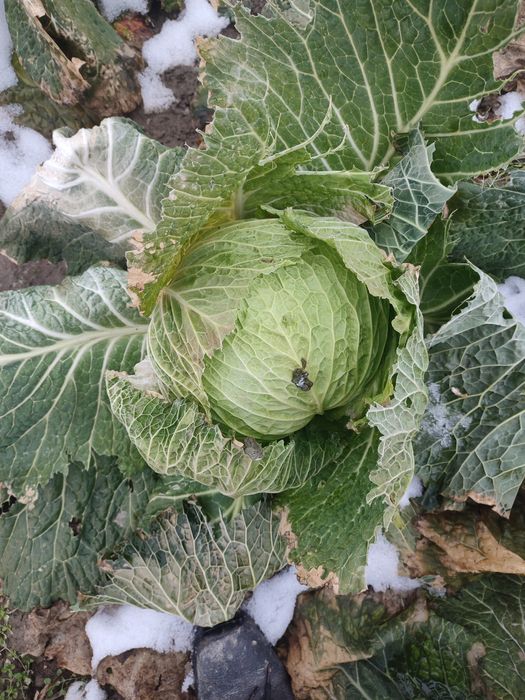 Vând varză albă proaspătă și murată