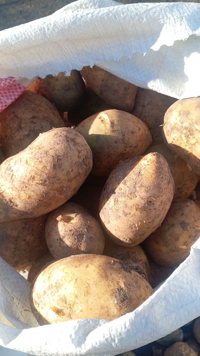Продам  Картошка  Гала