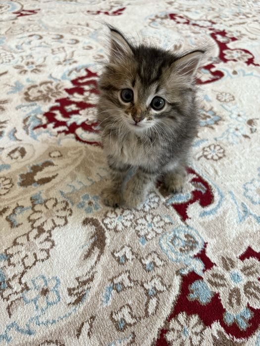 Кыз мысык отте пысык