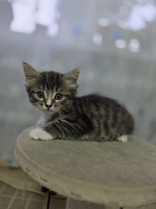 Отдам котят в добрые руки
