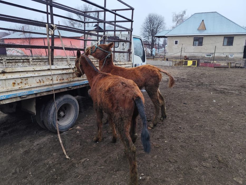 Тайлар сатылады жуас