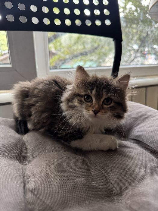 Котёнок девочка