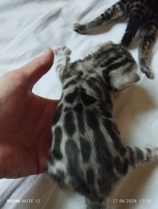 Серебро Девочка. 1 месяц
