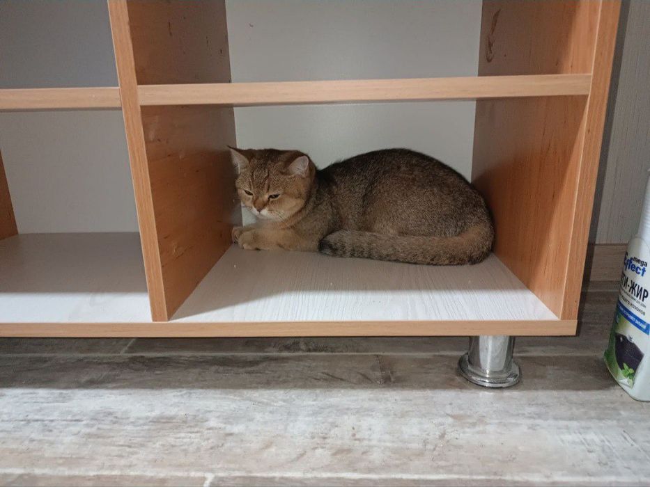 Britaniyskiy shinshila sotiladi zotli mushuk