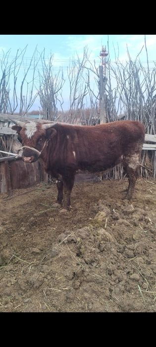 2 бұқа сатылады.