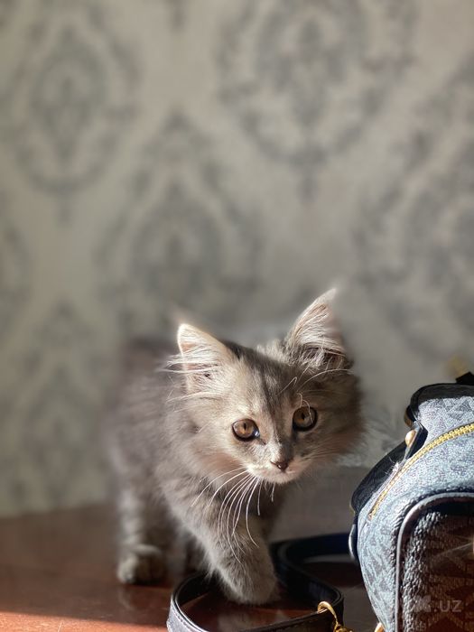 Mushuk: Maine coon