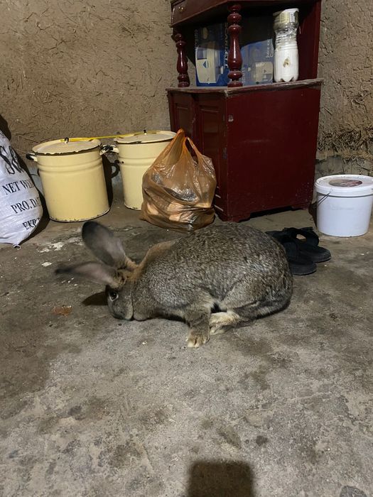 Самки  крупные фландра